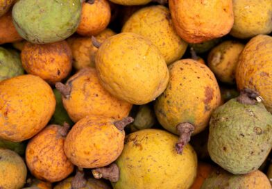 Madd de Casamance